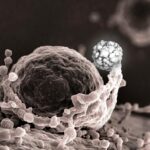 New Iron-Based Nanomaterial Achieves Complete Breast Cancer Tumor Regression in Mouse Models